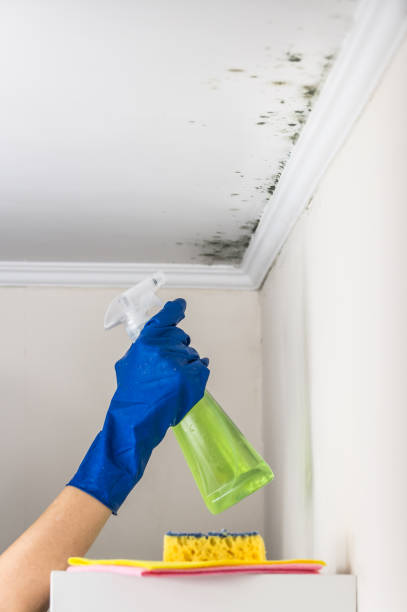 Best Residential Mold Remediation in Saylorville, IA